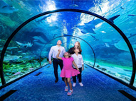 Family in the underwater tunnel at Abu Dhabi's National Aquarium