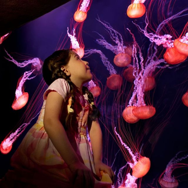 A young girl captivated by the mesmerizing jellyfish at Atlantis Lost Chambers Aquarium